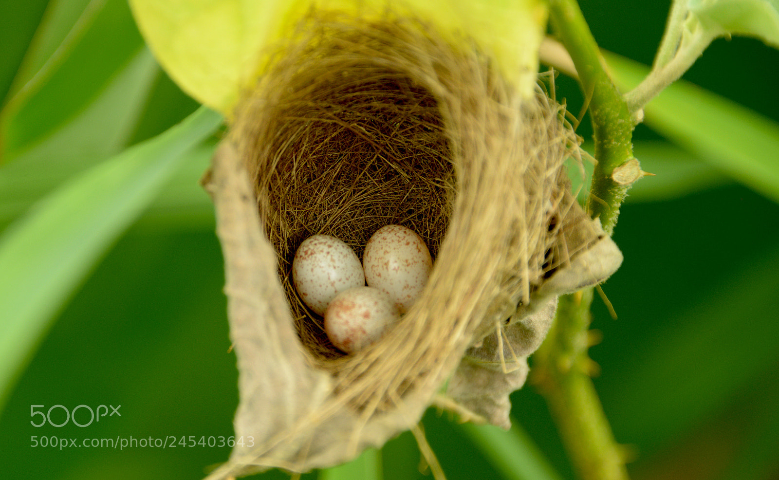 Nikon D800 sample photo. Eges of bird photography