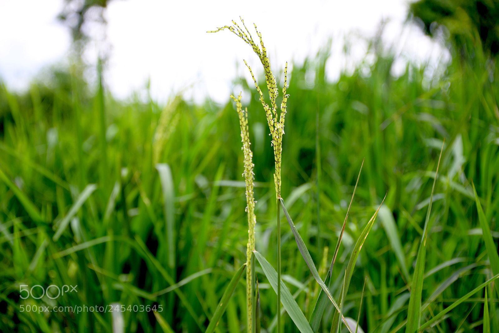 Nikon D800 sample photo. Rise photography