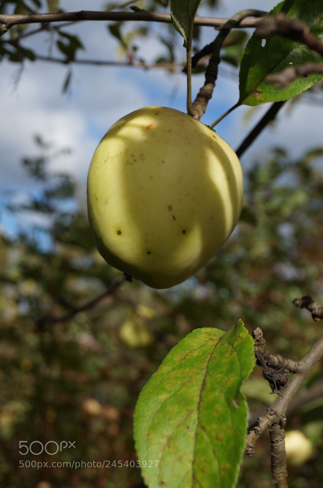 Sony SLT-A57 sample photo. Untitled photography
