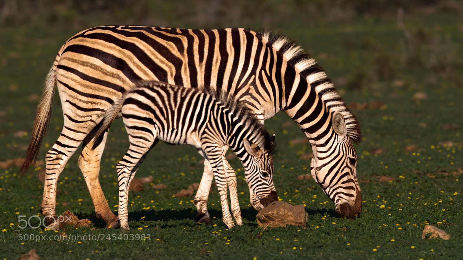 Canon EOS-1D Mark IV sample photo. Zebra with baby photography