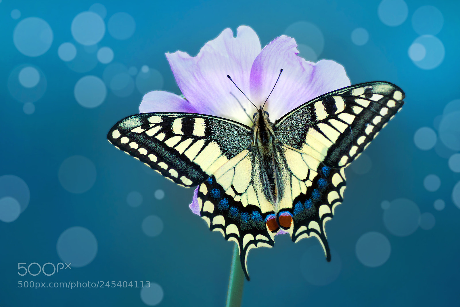 Nikon D90 sample photo. Angel photography