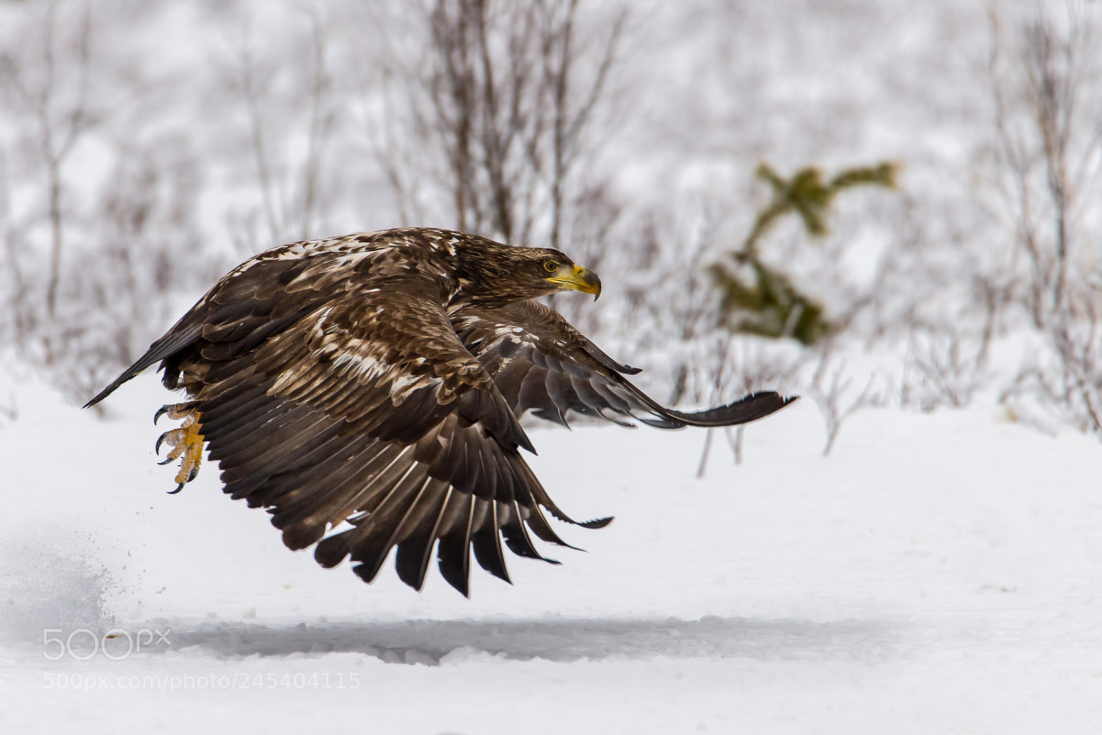 Nikon D610 sample photo. Eagle photography