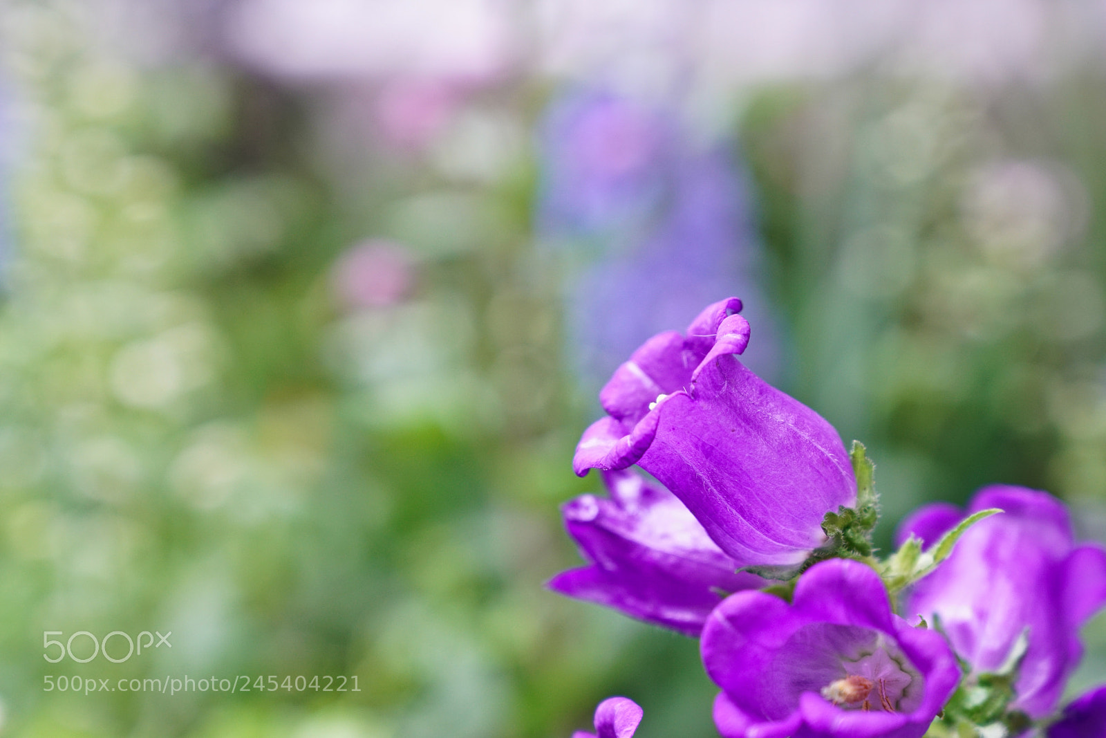 Sony a7R II sample photo. Flower photography