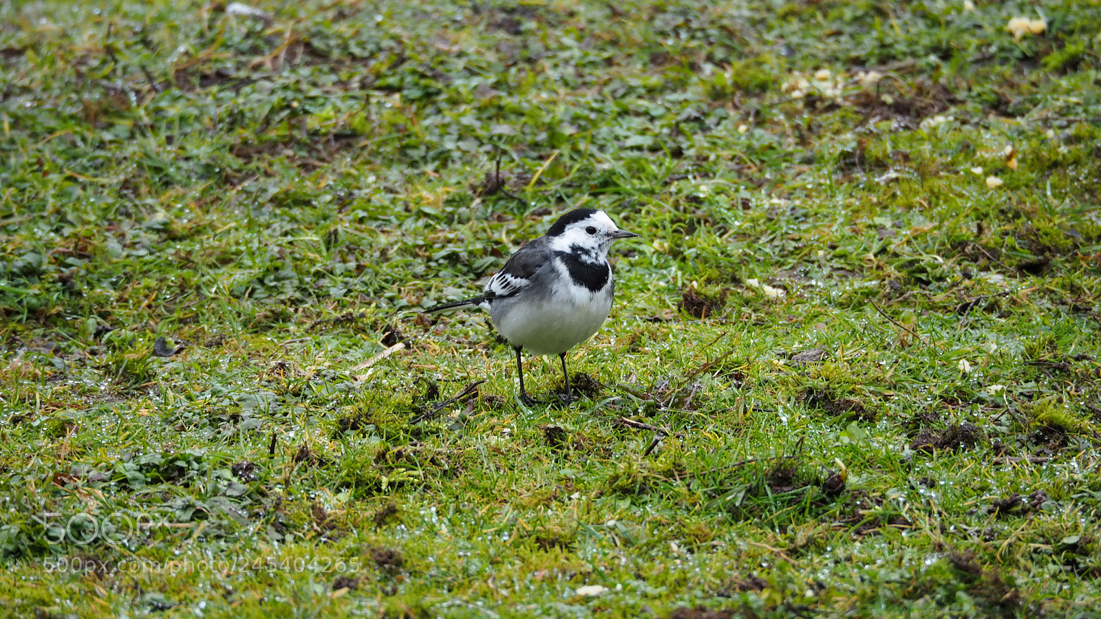 Olympus OM-D E-M5 II sample photo. Pied wagtail :) photography