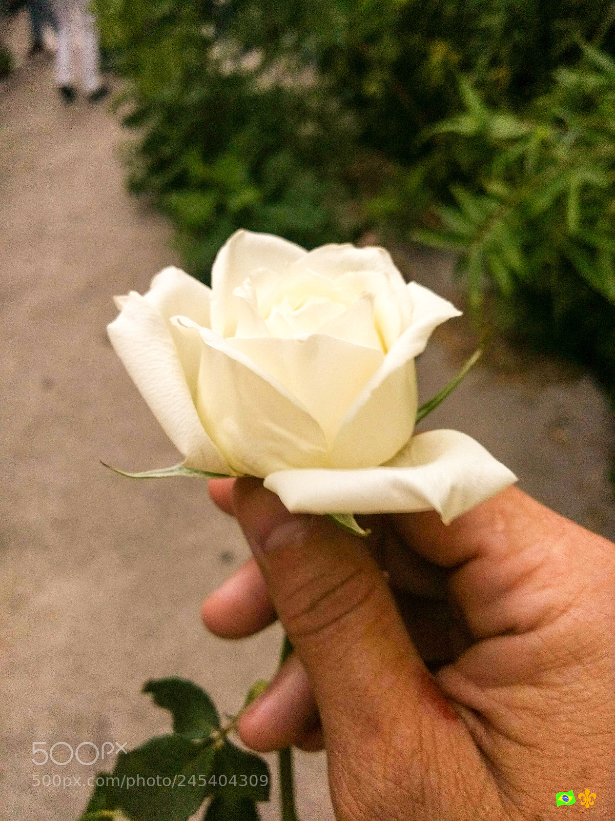 Motorola Moto G (4) sample photo. Kiss from a ? photography
