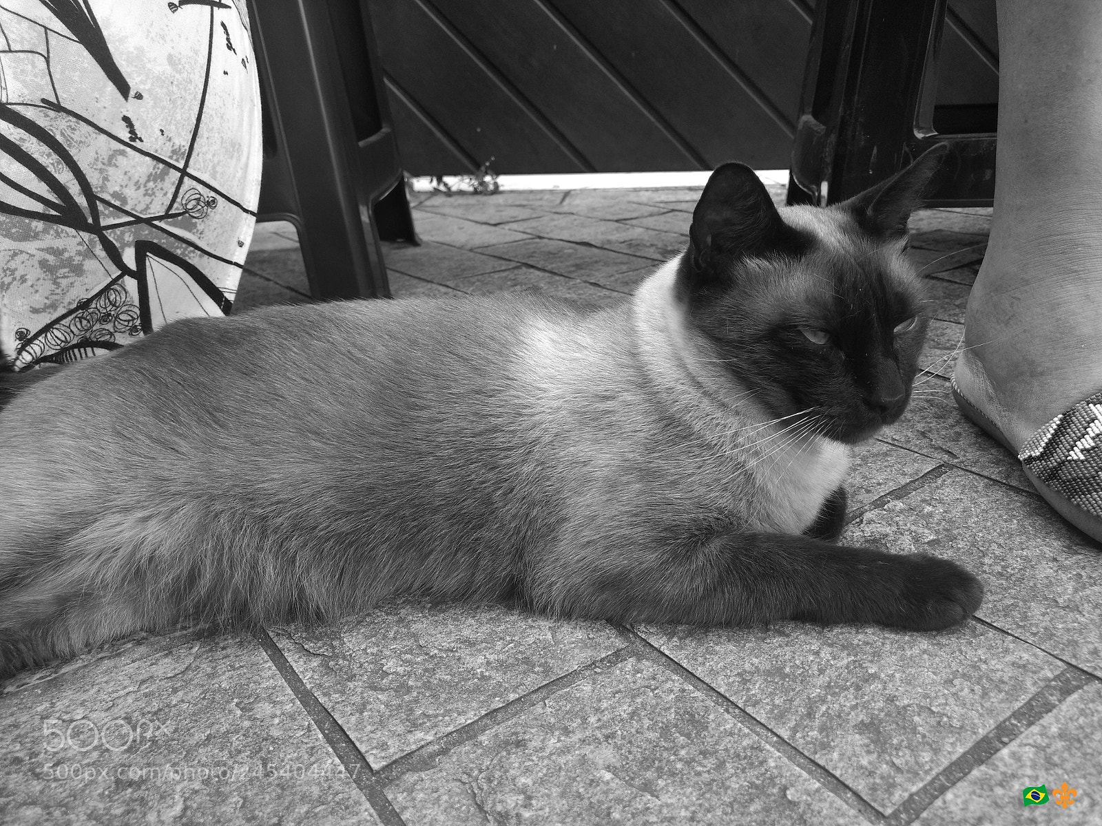 Motorola Moto G (4) sample photo. Black cat photography