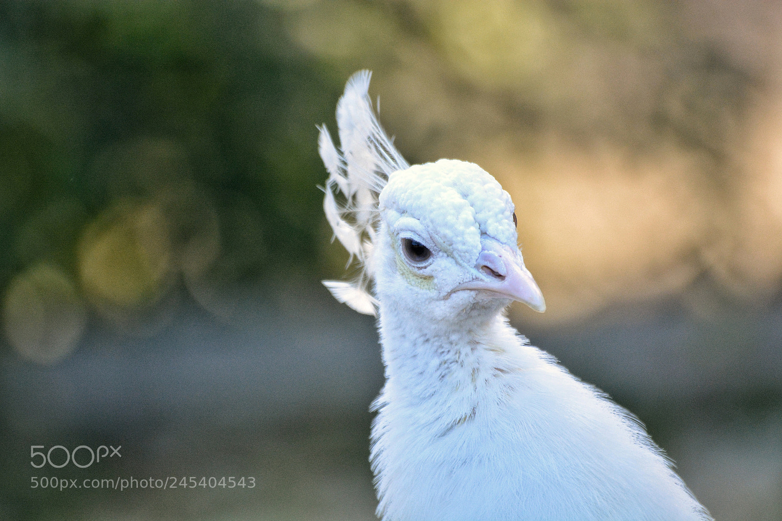 Nikon D5200 sample photo. Untitled photography