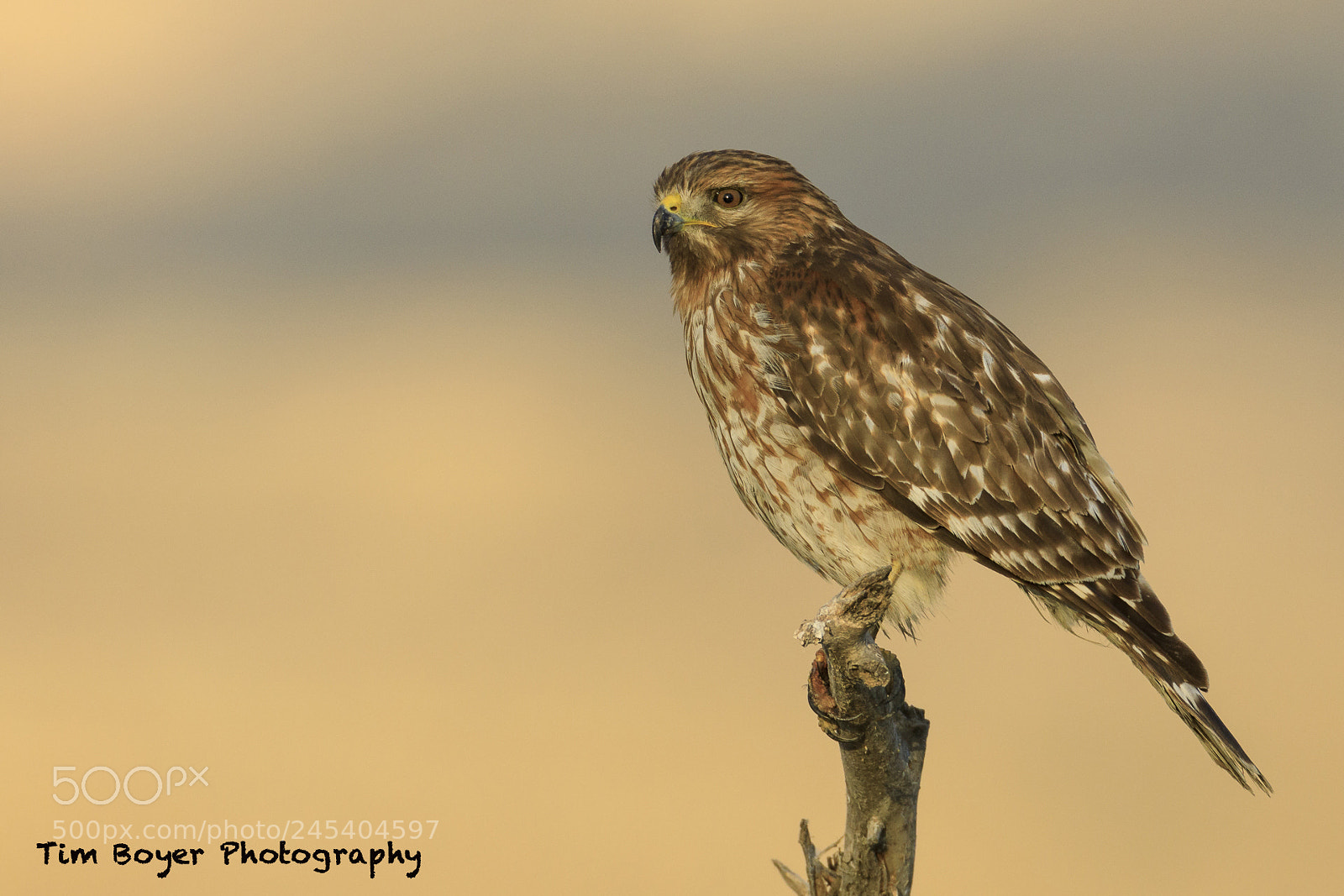 Canon EOS 5D Mark IV sample photo. Red shouldered hawk photography