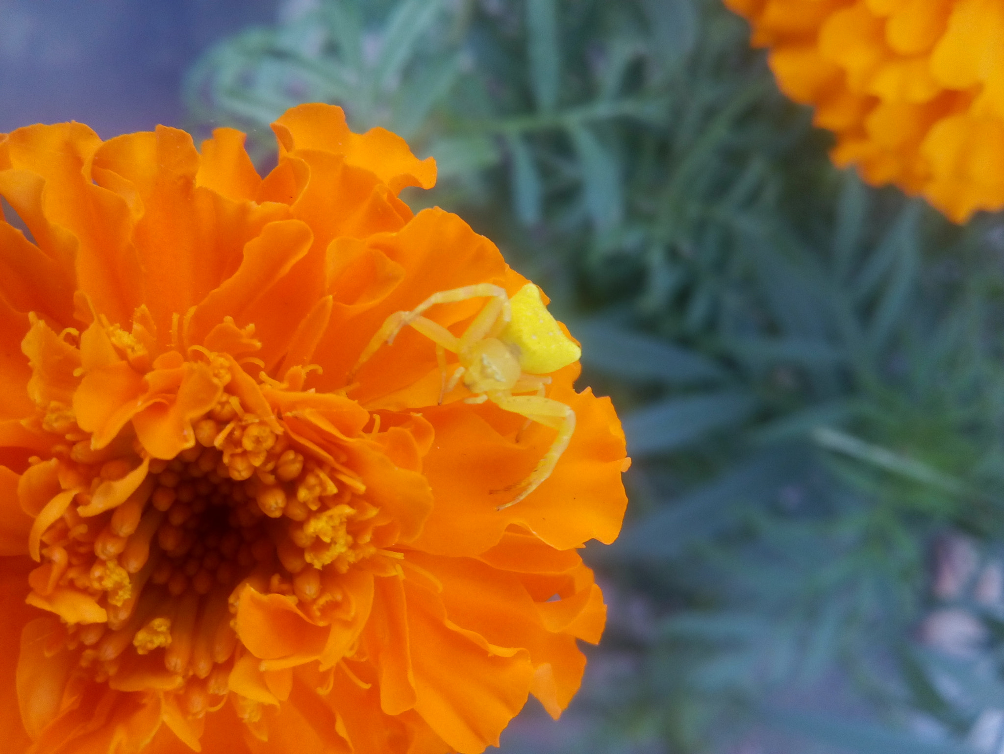 Motorola Moto E3 Power sample photo