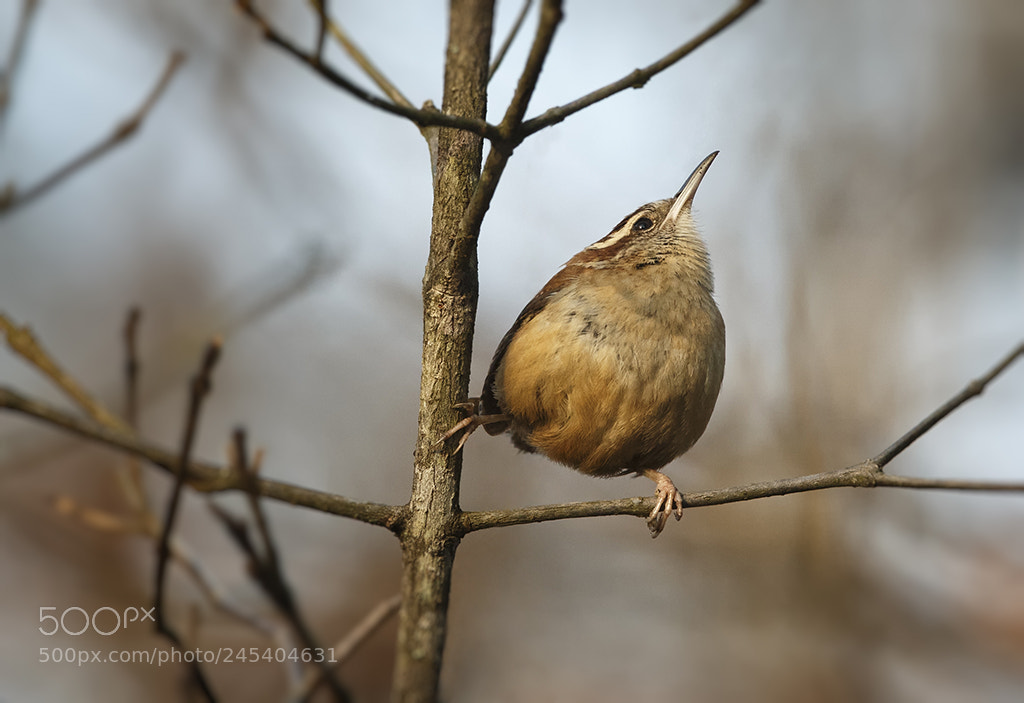 Canon EOS-1D X sample photo. Carolina wren photography