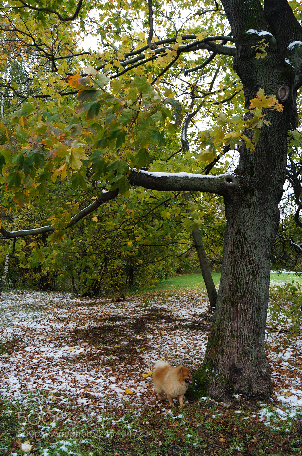 Sony SLT-A57 sample photo. Untitled photography