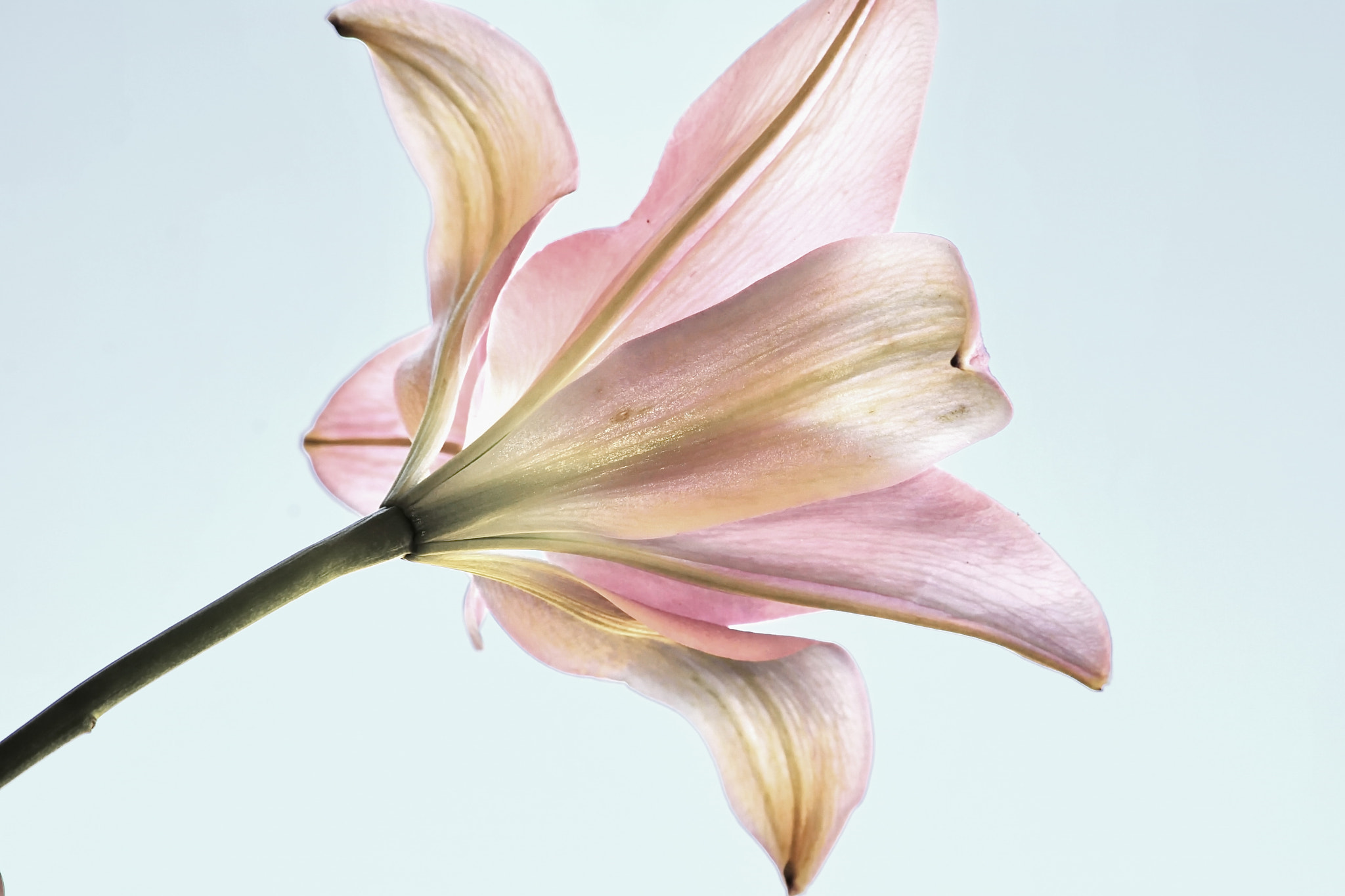 Sigma 70-300mm F4-5.6 APO DG Macro sample photo. 15249423920.jpg photography