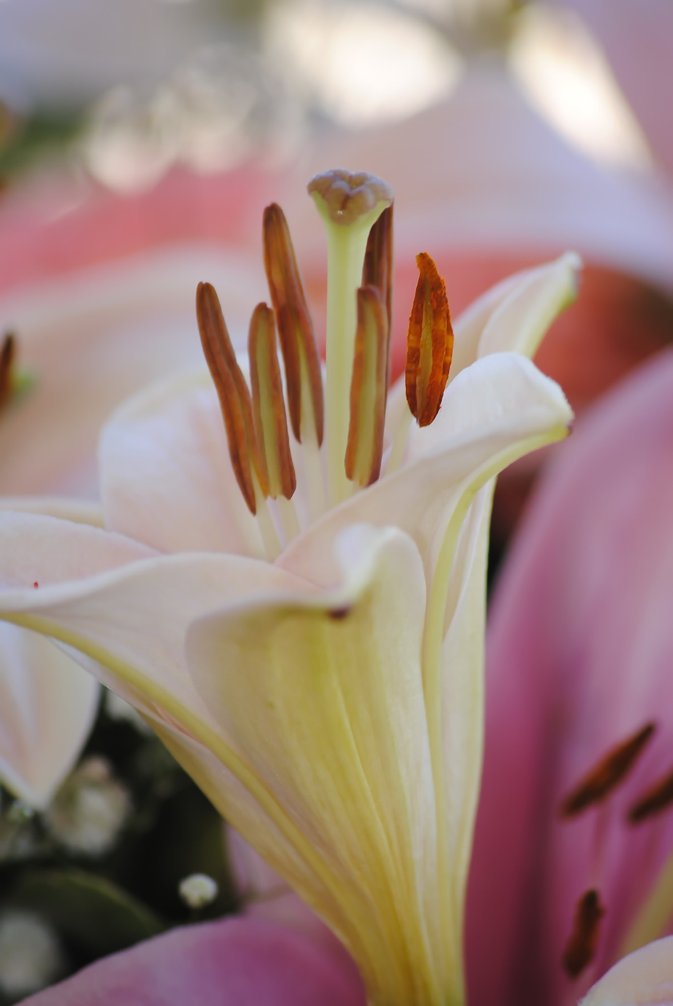 Sigma 70-300mm F4-5.6 APO DG Macro sample photo. 15249582787.jpg photography