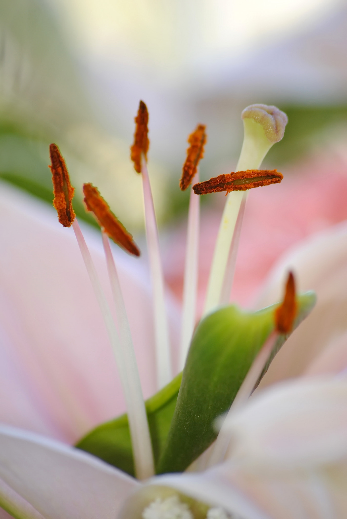 Sigma 70-300mm F4-5.6 APO DG Macro sample photo. 15249536718.jpg photography