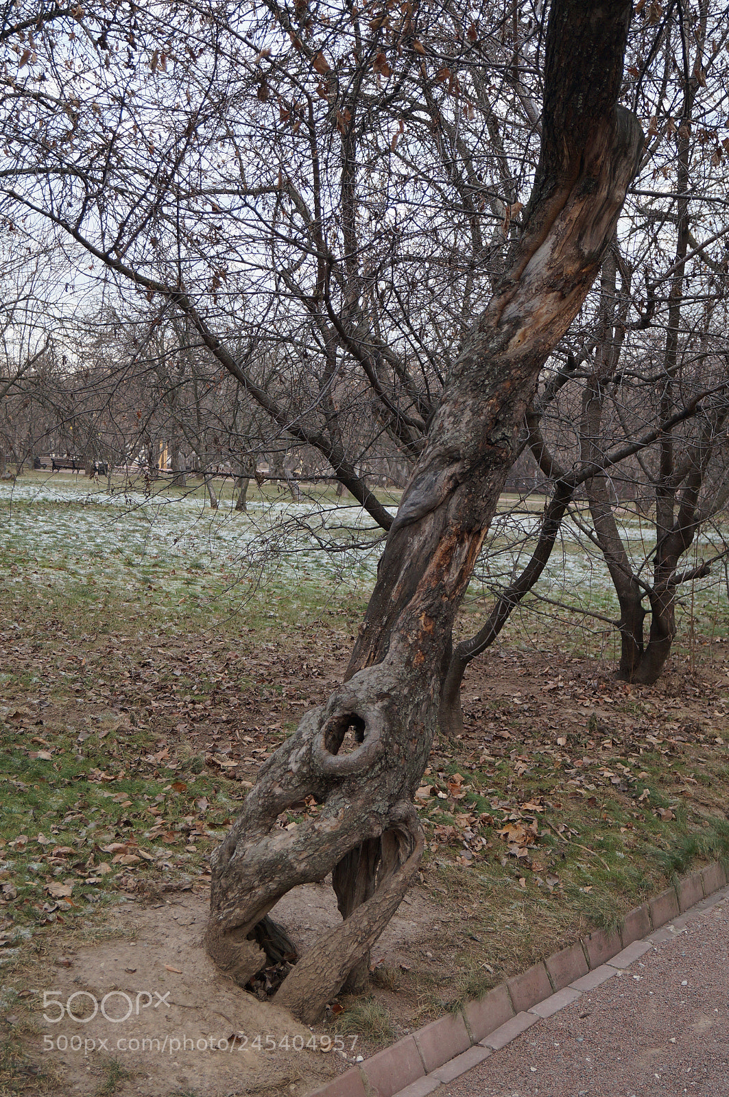 Sony SLT-A57 sample photo. Untitled photography