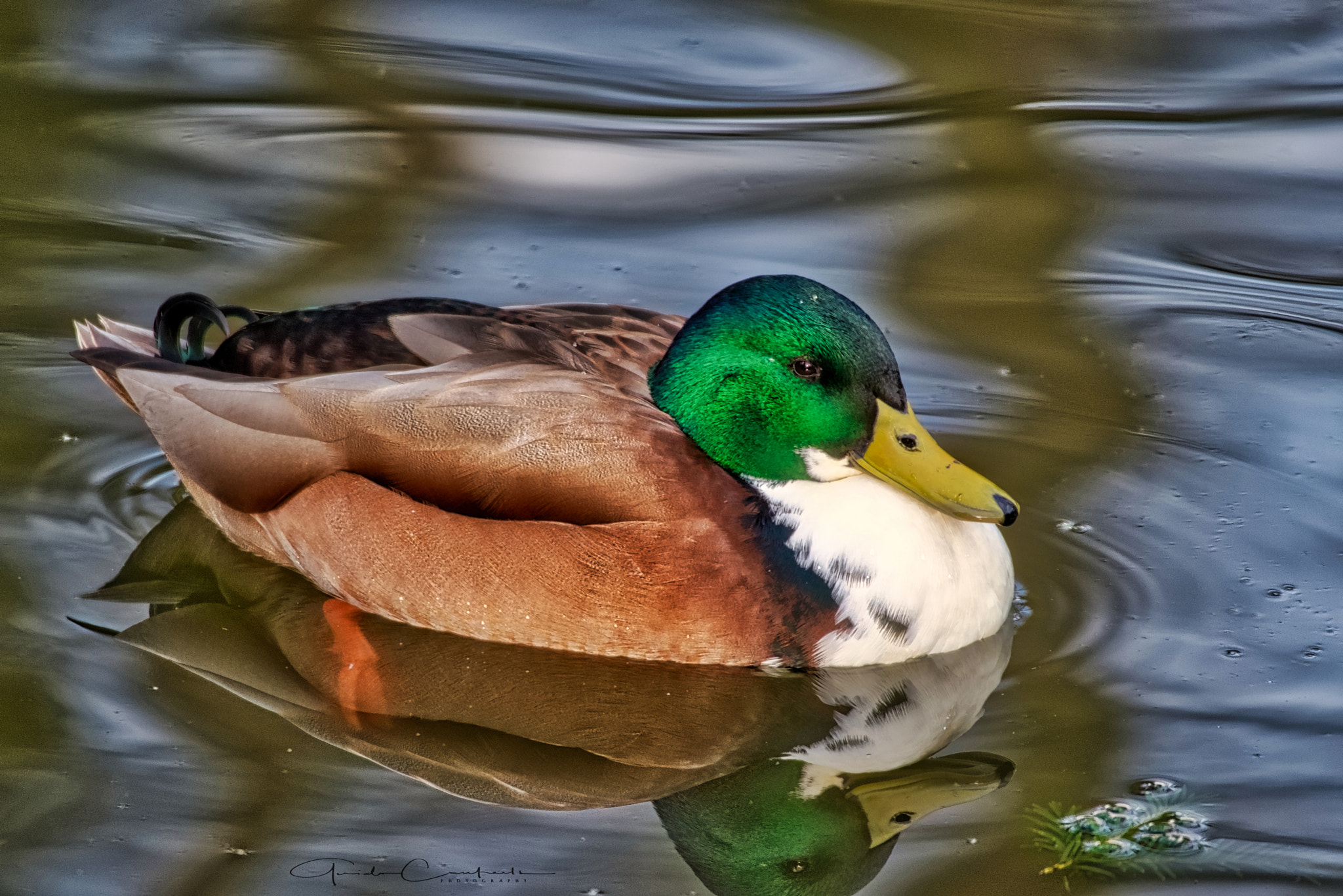 Nikon D5300 + Sigma 50-500mm F4.5-6.3 DG OS HSM sample photo. Duck in the water photography