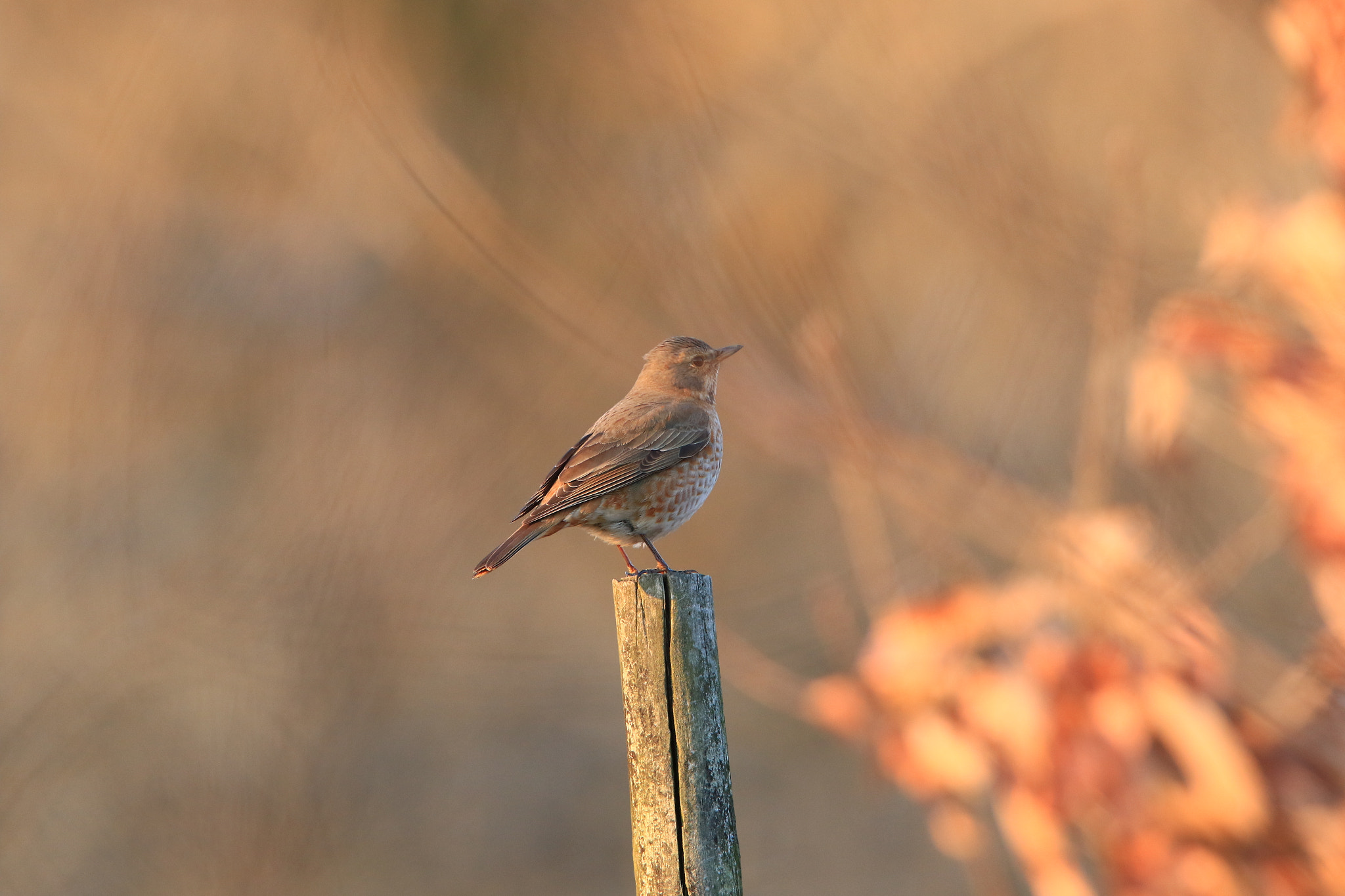 Canon EF 400mm F2.8L IS USM sample photo. ハチジョウツグミ photography