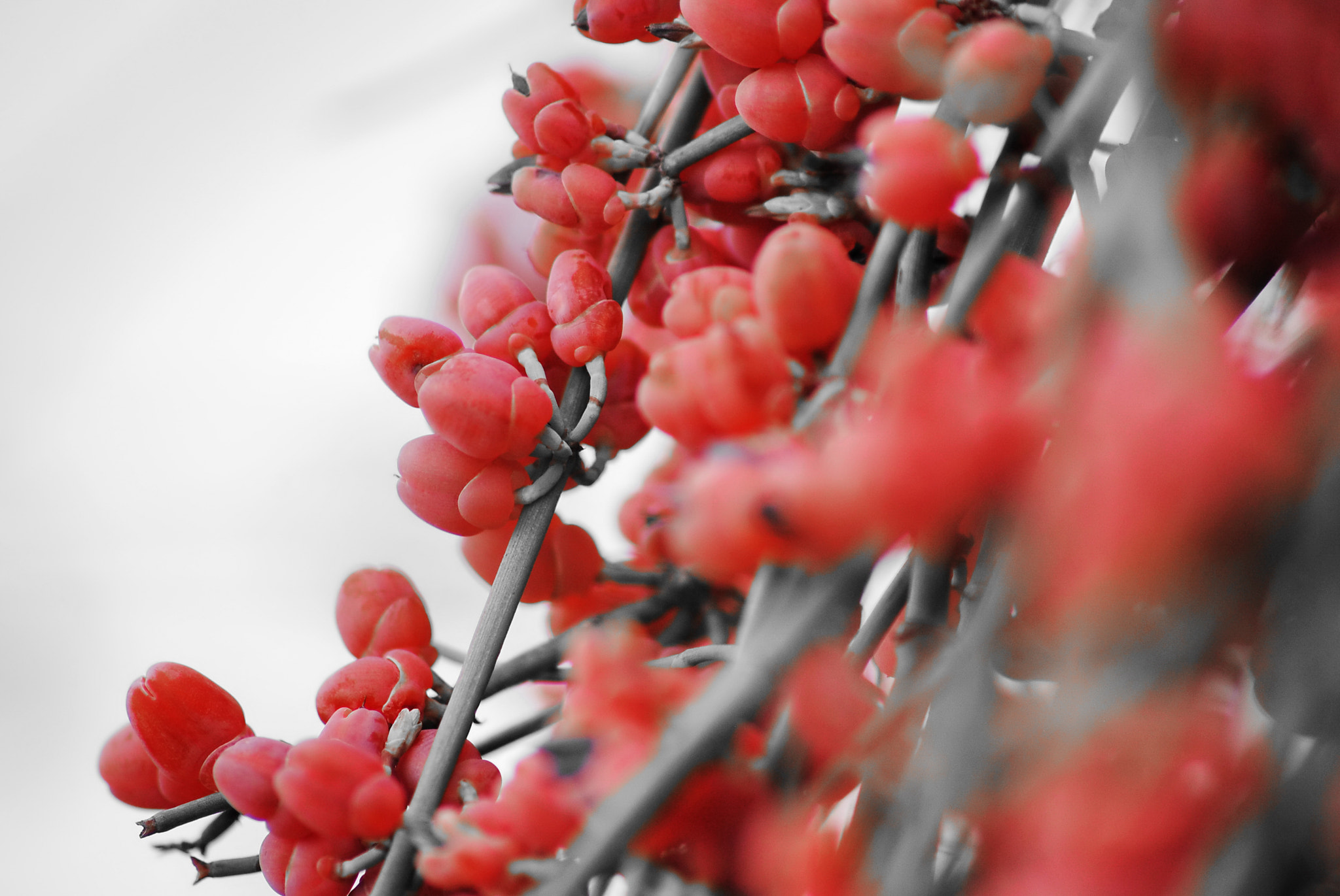 Sigma 70-300mm F4-5.6 APO DG Macro sample photo. 8264122804.jpg photography