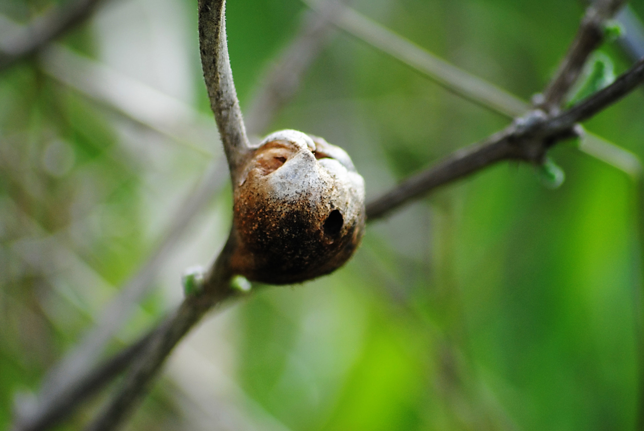 Sigma 70-300mm F4-5.6 APO DG Macro sample photo. 8263051741.jpg photography