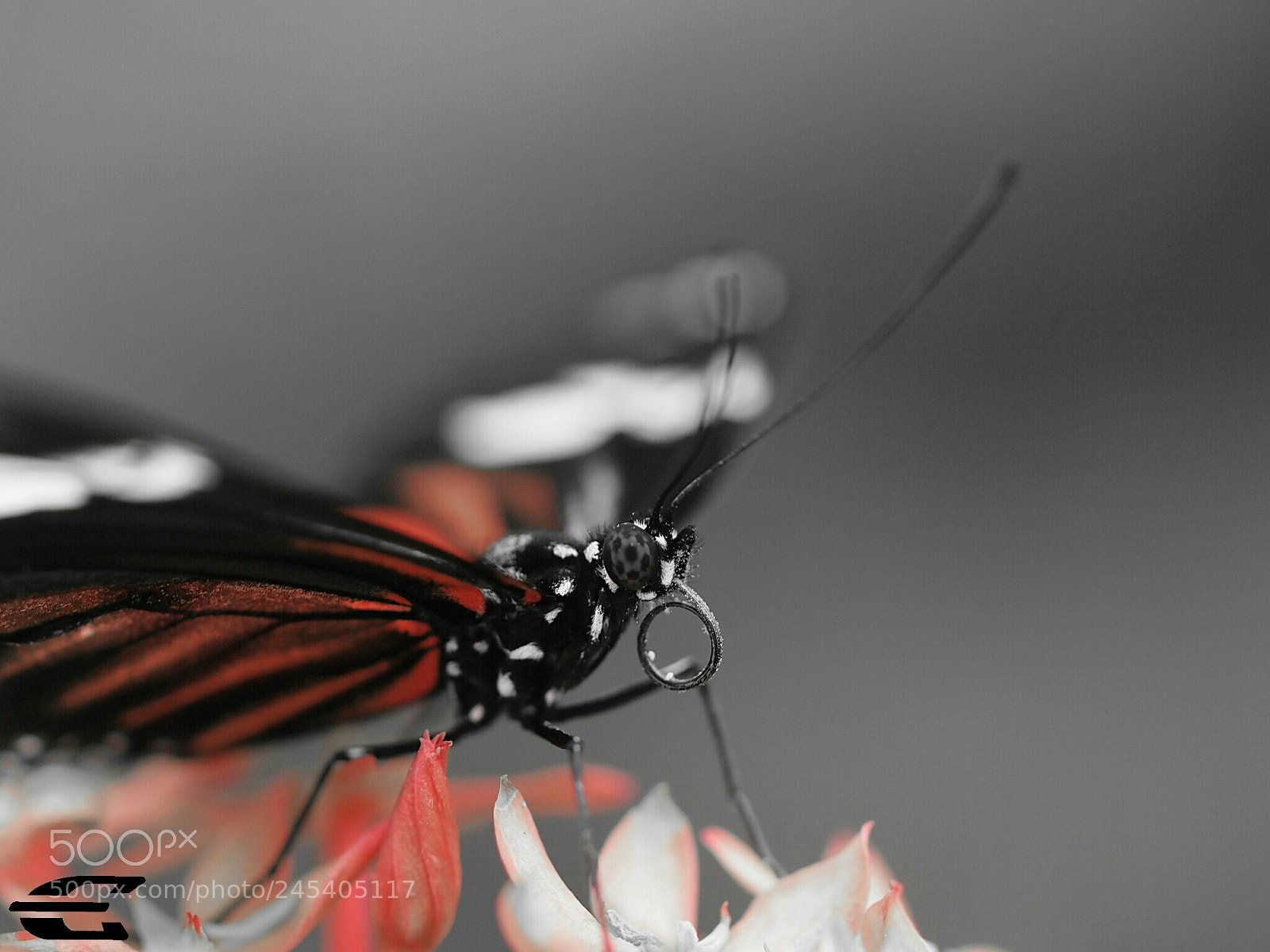 Olympus E-5 sample photo. Butterfly photography
