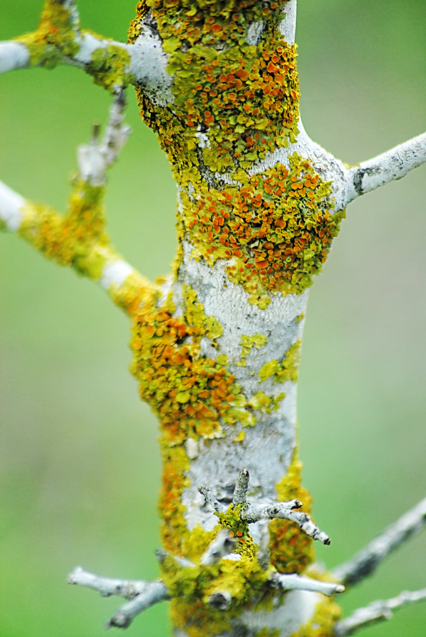 Sigma 70-300mm F4-5.6 APO DG Macro sample photo. 8264117184.jpg photography