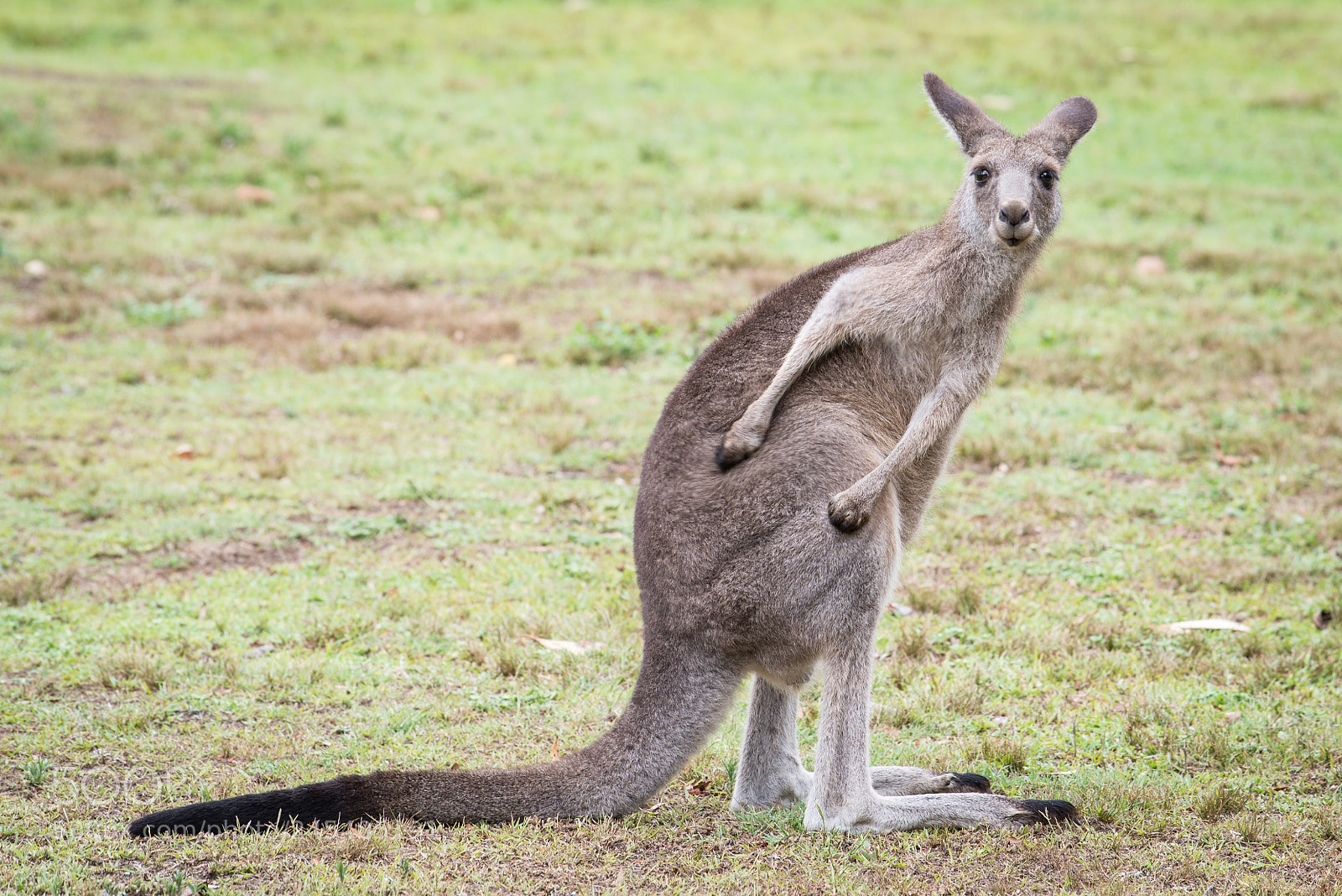 Nikon D600 sample photo. Kangaroo photography