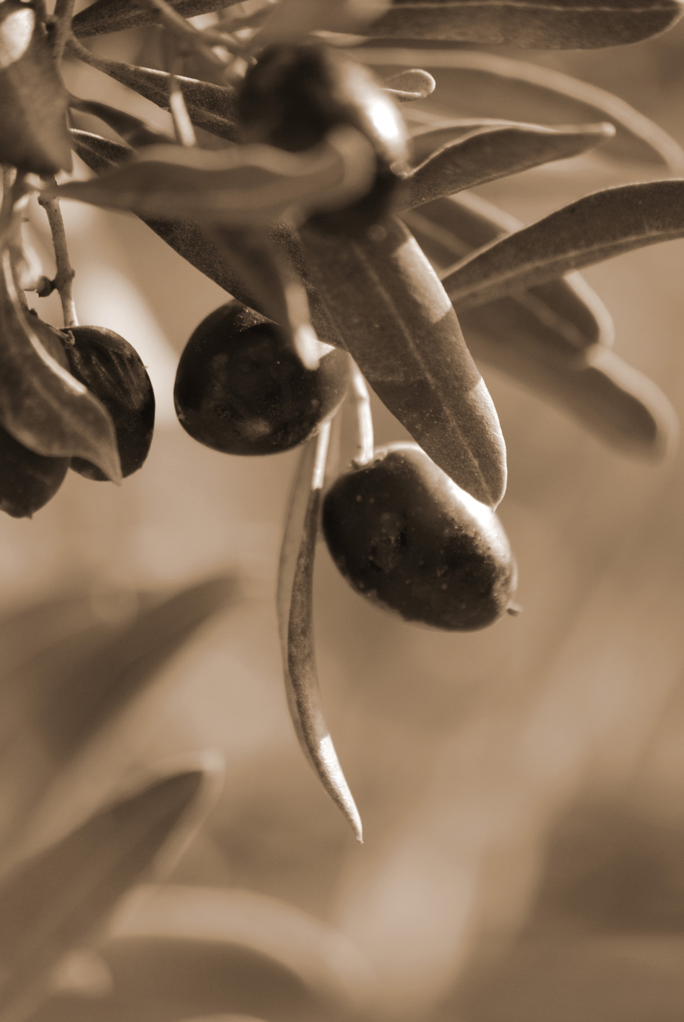 Sigma 70-300mm F4-5.6 APO DG Macro sample photo. 8263049311.jpg photography