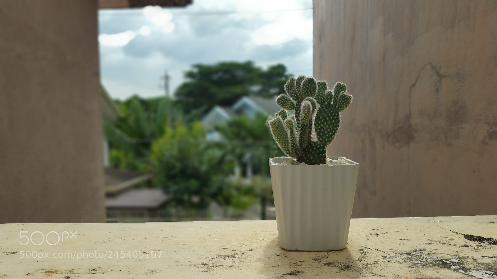Samsung Galaxy Note4 sample photo. Cactus plant photography