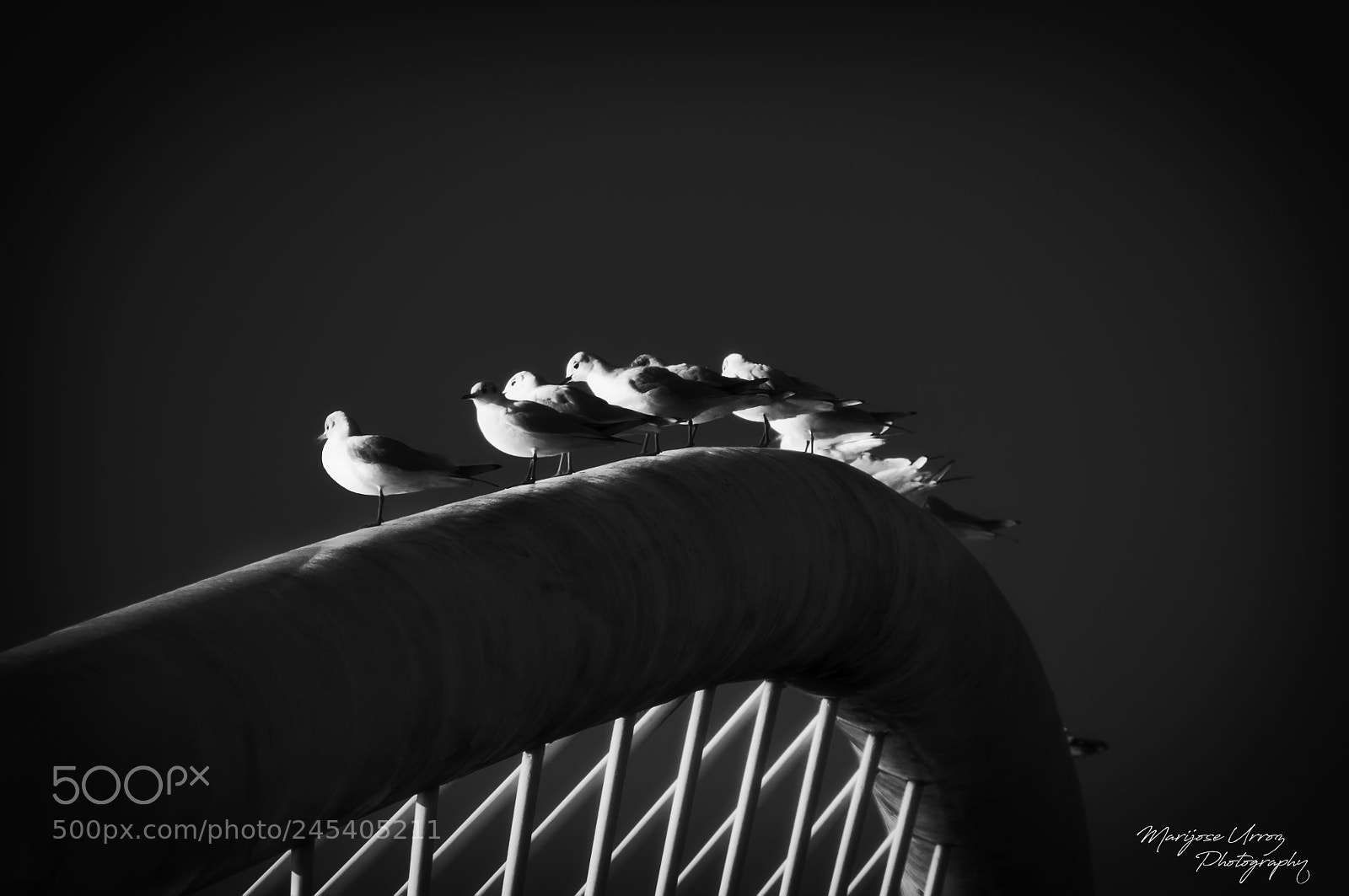 Nikon D300 sample photo. Gaviotas cotillas tomando el photography
