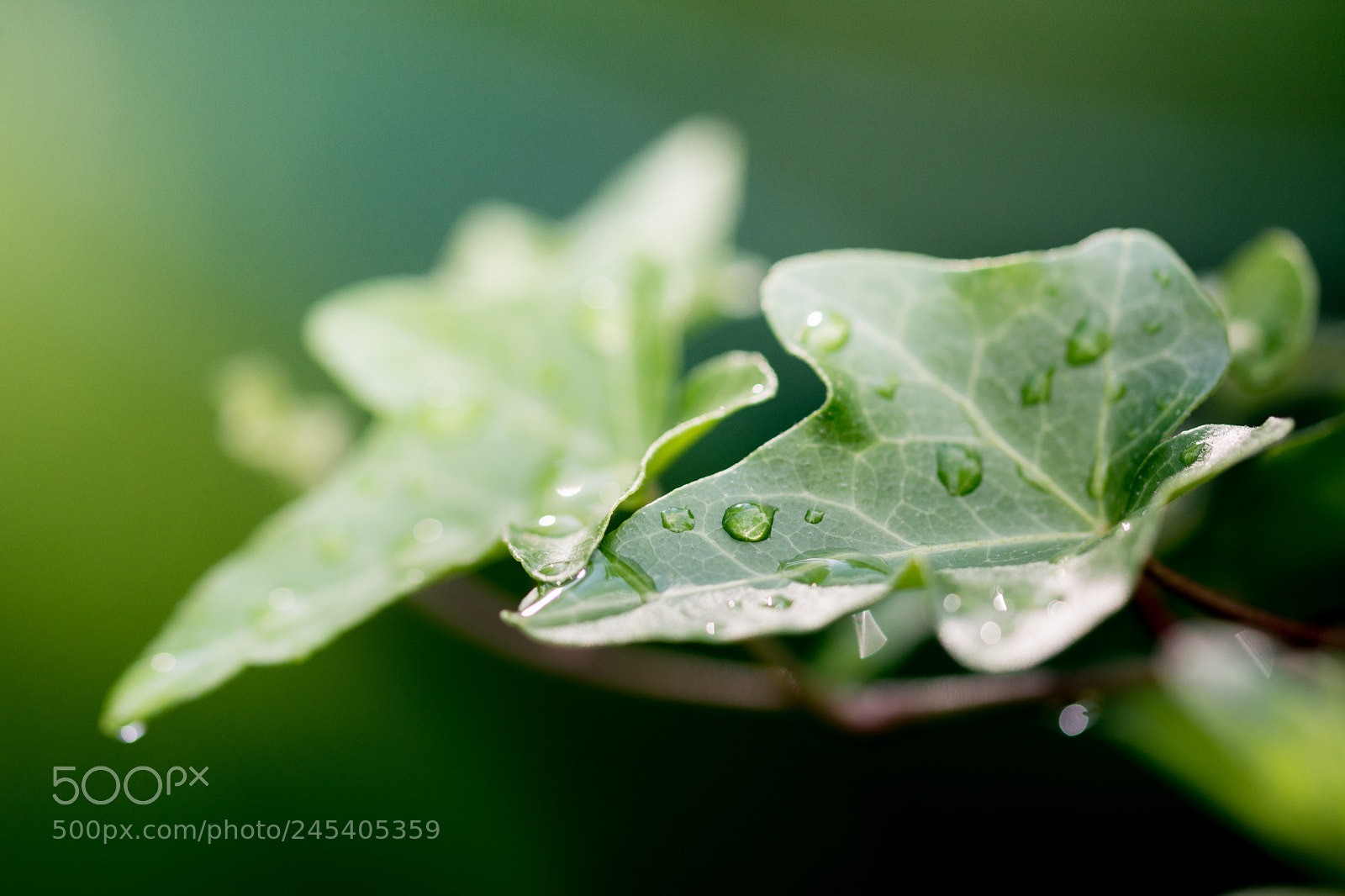 Nikon D7100 sample photo. 35620455274.jpg photography