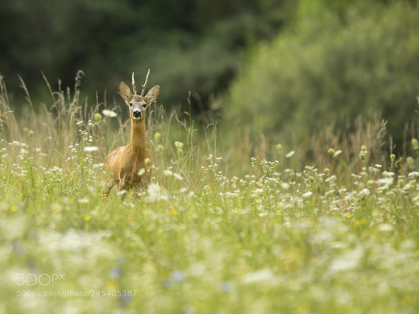 Canon EOS-1D X sample photo. Summer grassland photography