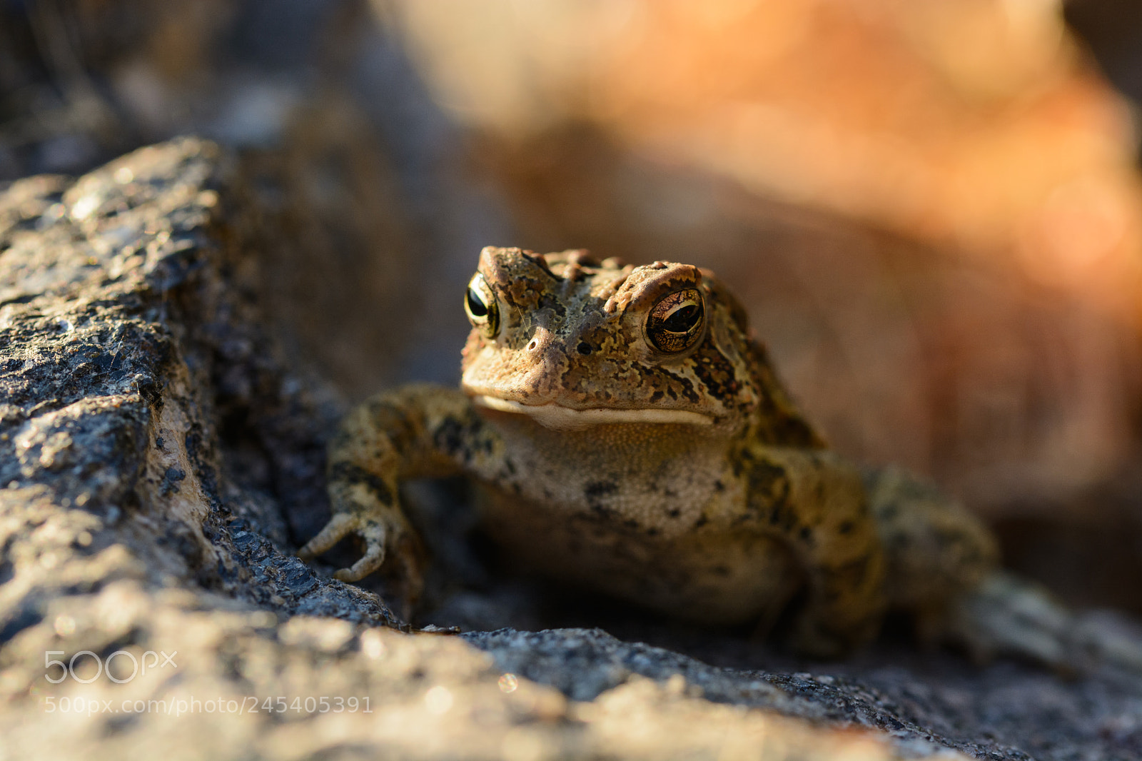 Nikon D7100 sample photo. 35647686473.jpg photography