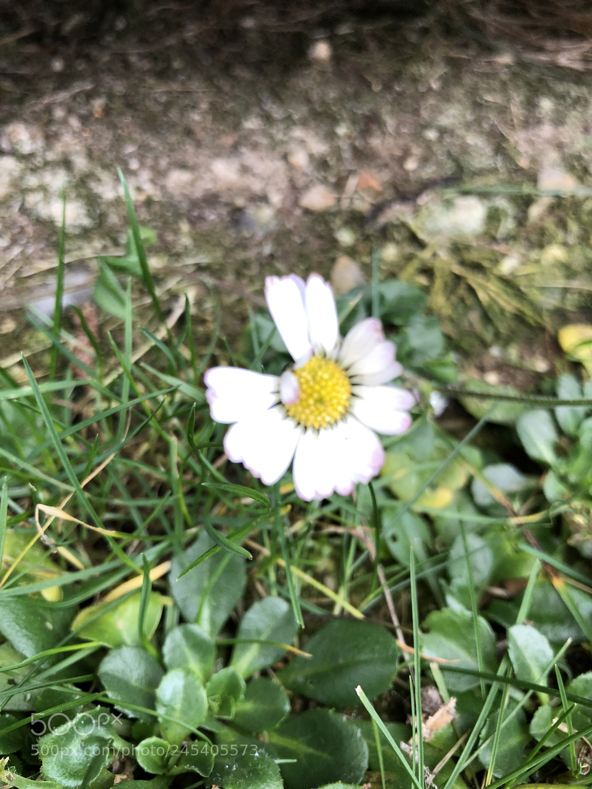 Apple iPhone 8 sample photo. Alone! photography
