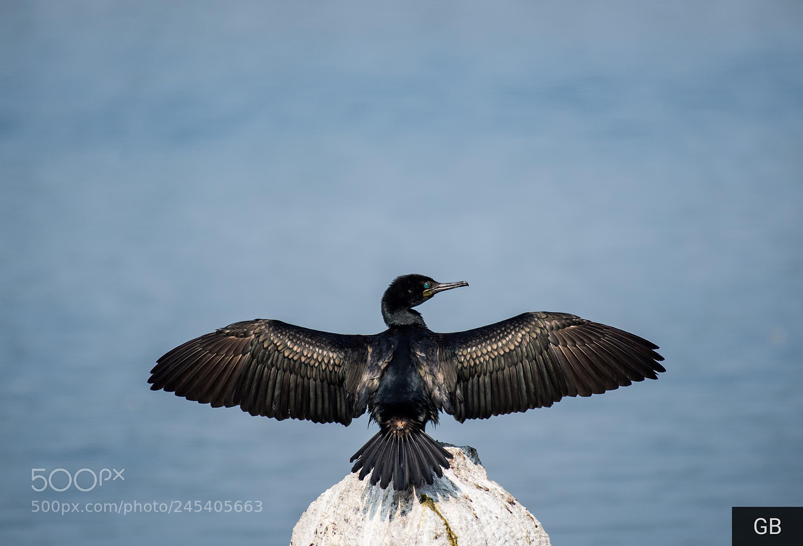 Nikon D610 sample photo. Cormorant photography