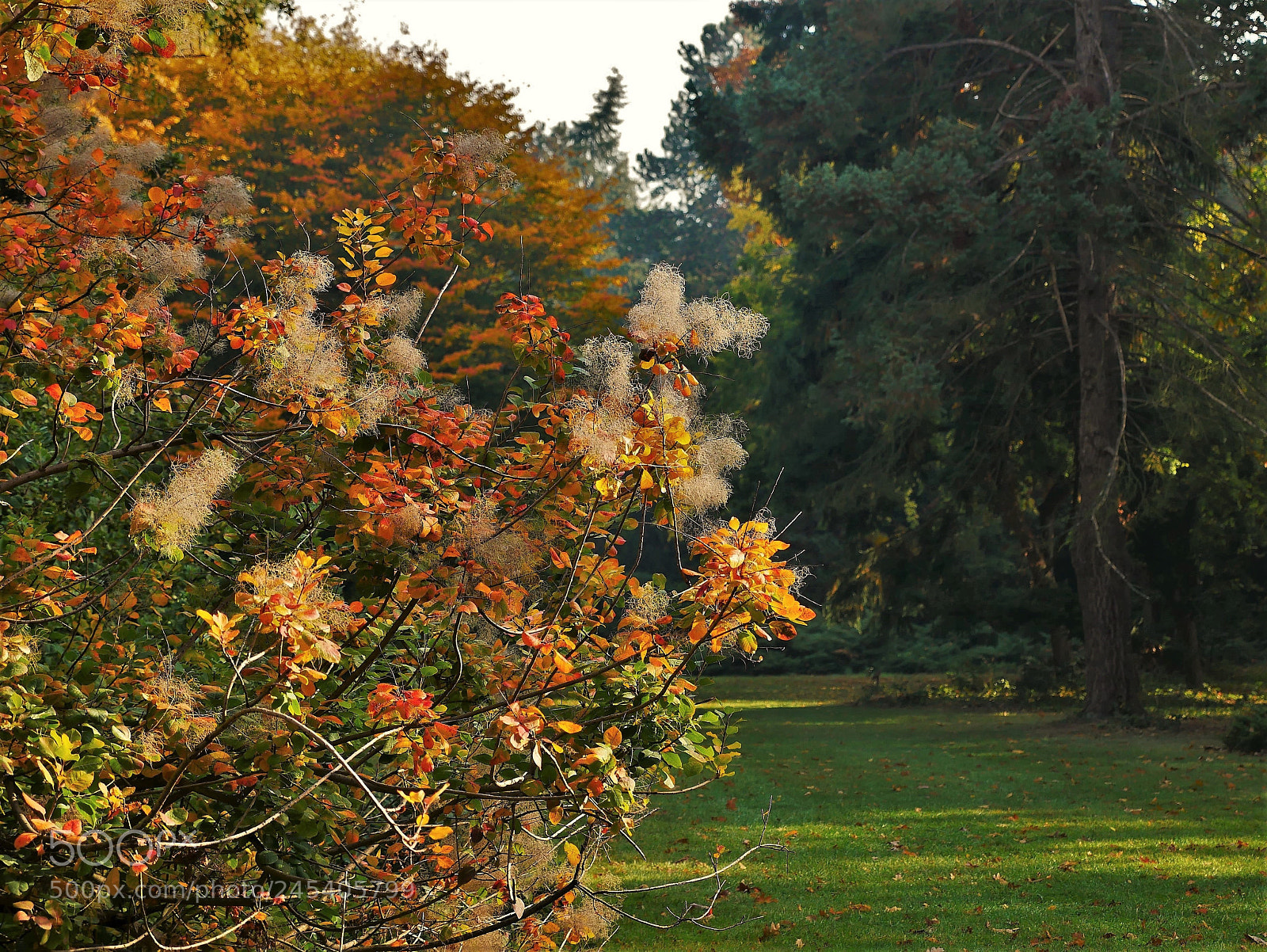 Panasonic Lumix DMC-GX85 (Lumix DMC-GX80 / Lumix DMC-GX7 Mark II) sample photo. Bush in color photography