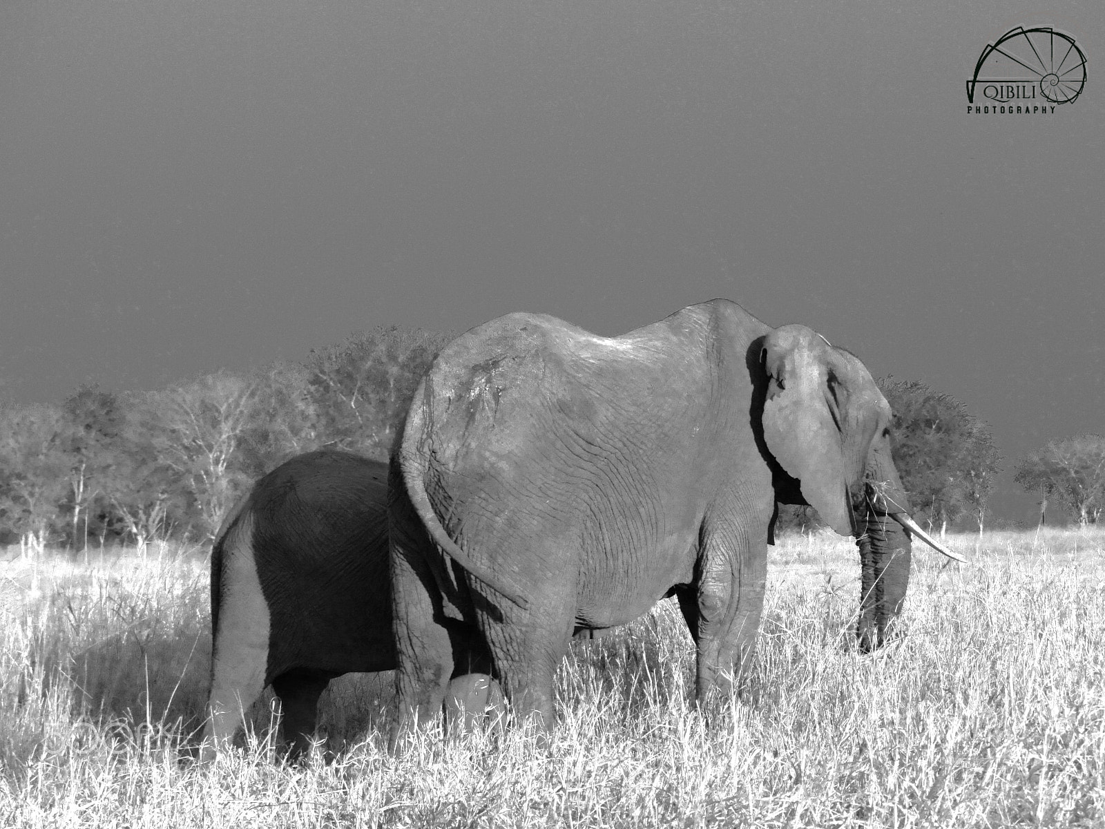 Sony Cyber-shot DSC-HX1 sample photo. Mama and baby elephant photography