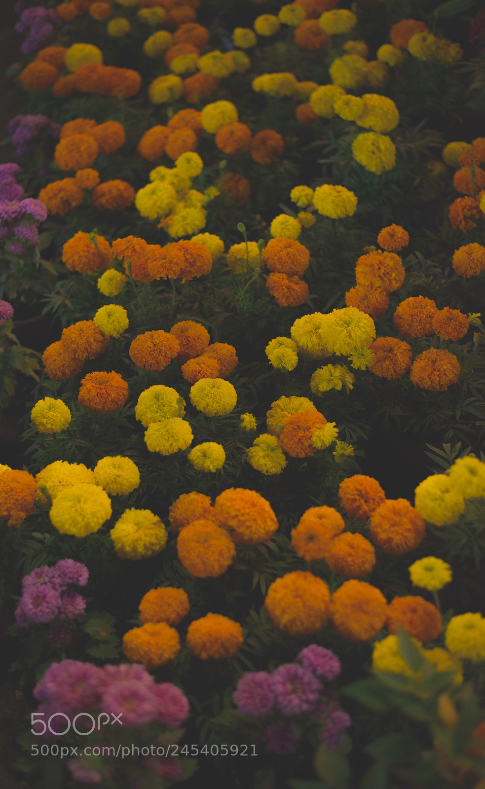 Nikon D610 sample photo. Dfbf o photography