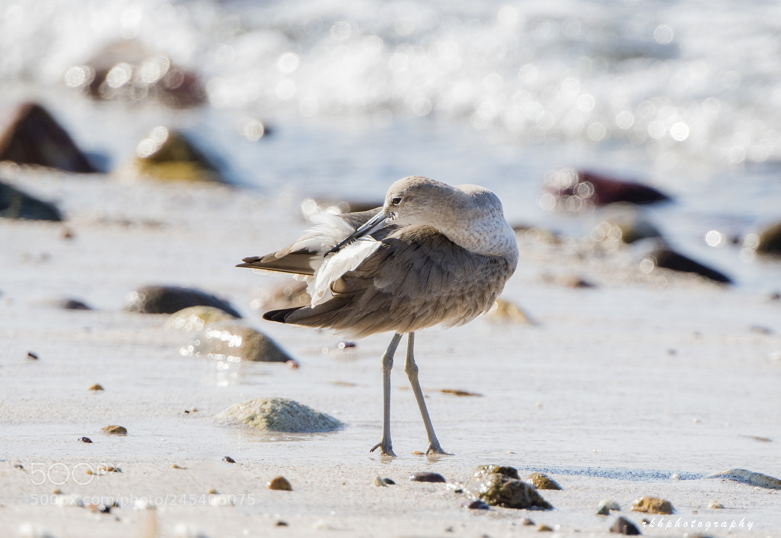 Nikon D500 sample photo. Willet on the beach photography