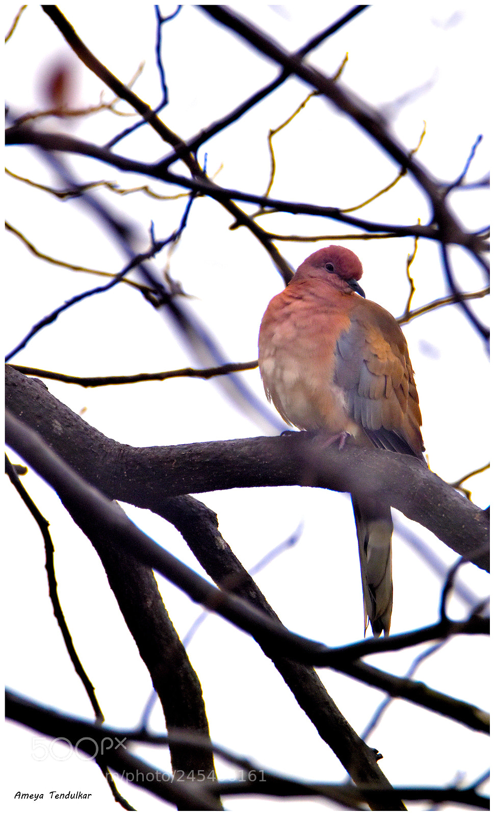 Nikon D5500 sample photo. Dsc photography
