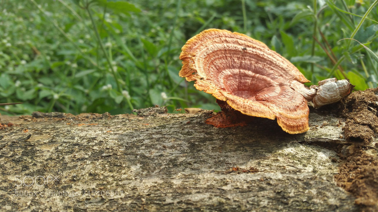 Samsung Galaxy Note4 sample photo. Mushrooms photography