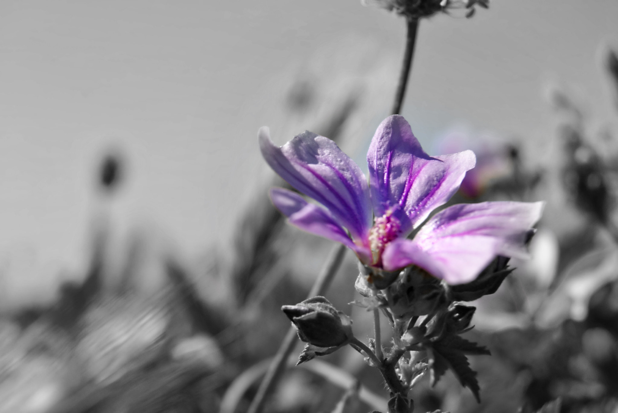 Nikon D3000 sample photo. 5738157020.jpg photography