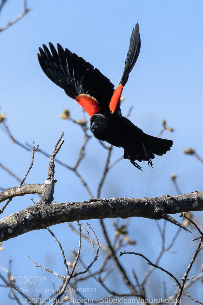 Nikon D500 sample photo. Red-winged blackbird treetop takeoff photography