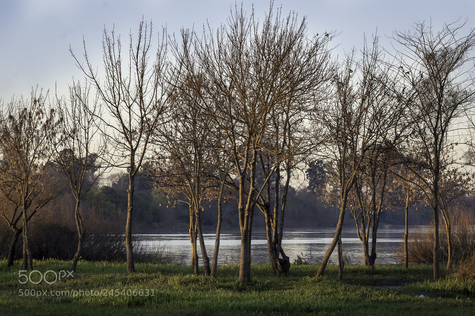 Nikon D810 sample photo. Then trees photography