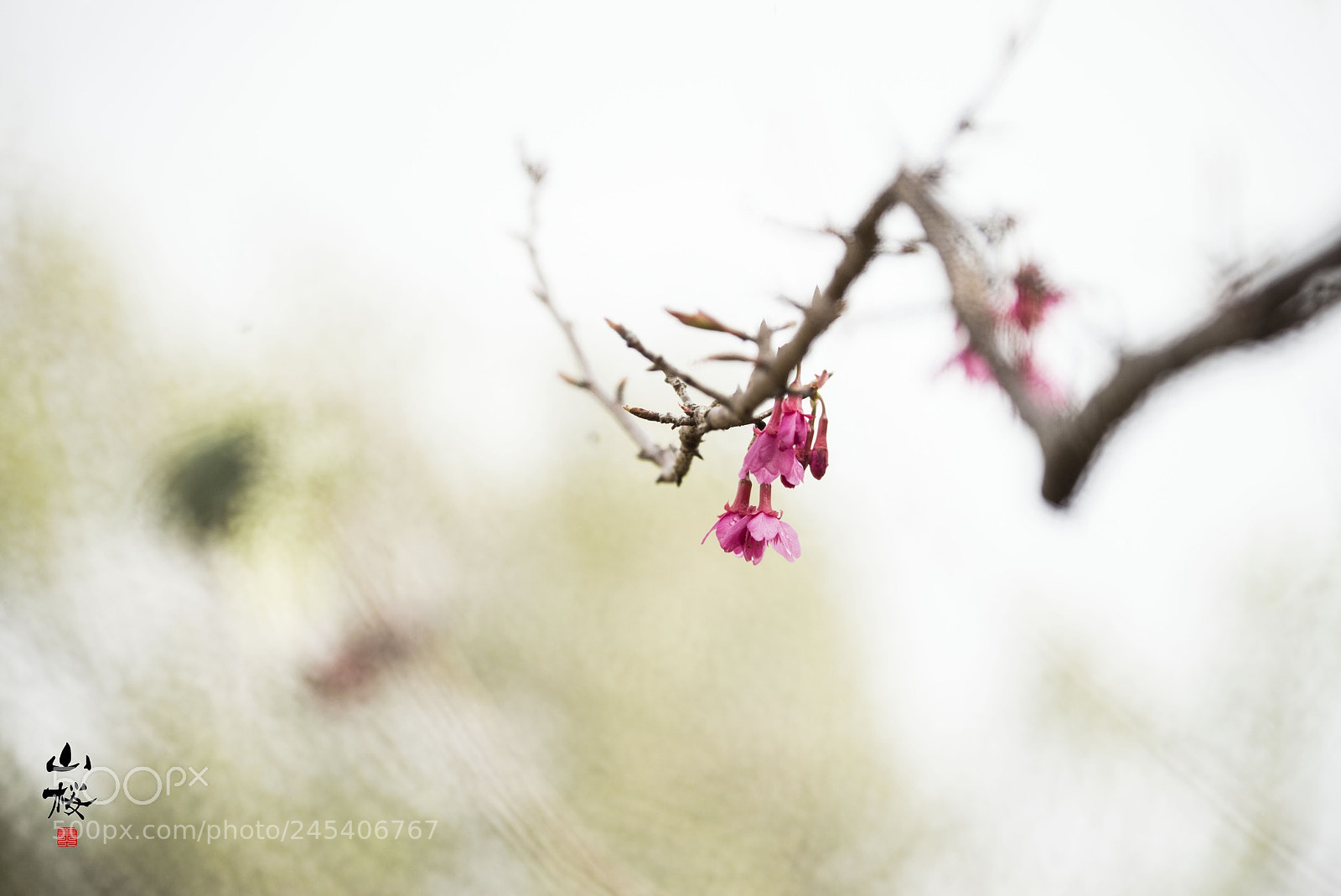 Nikon D800E sample photo. Cherry blossoms photography