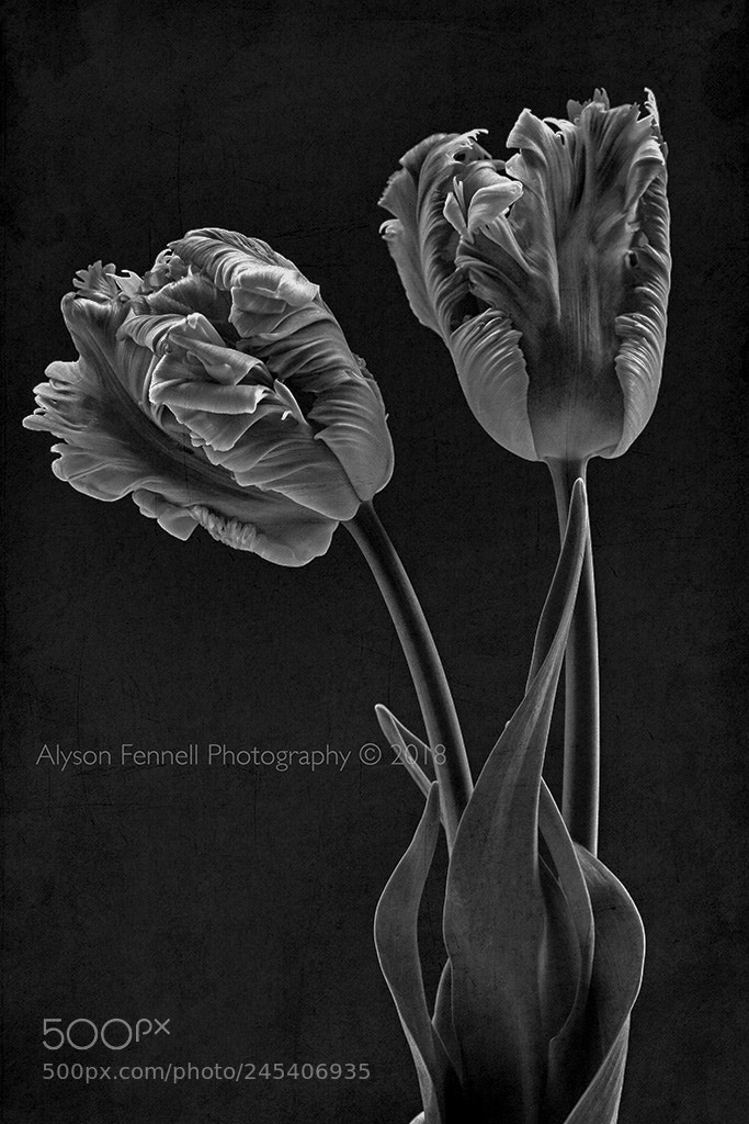 Canon EOS 7D Mark II sample photo. Mono parrot tulips photography