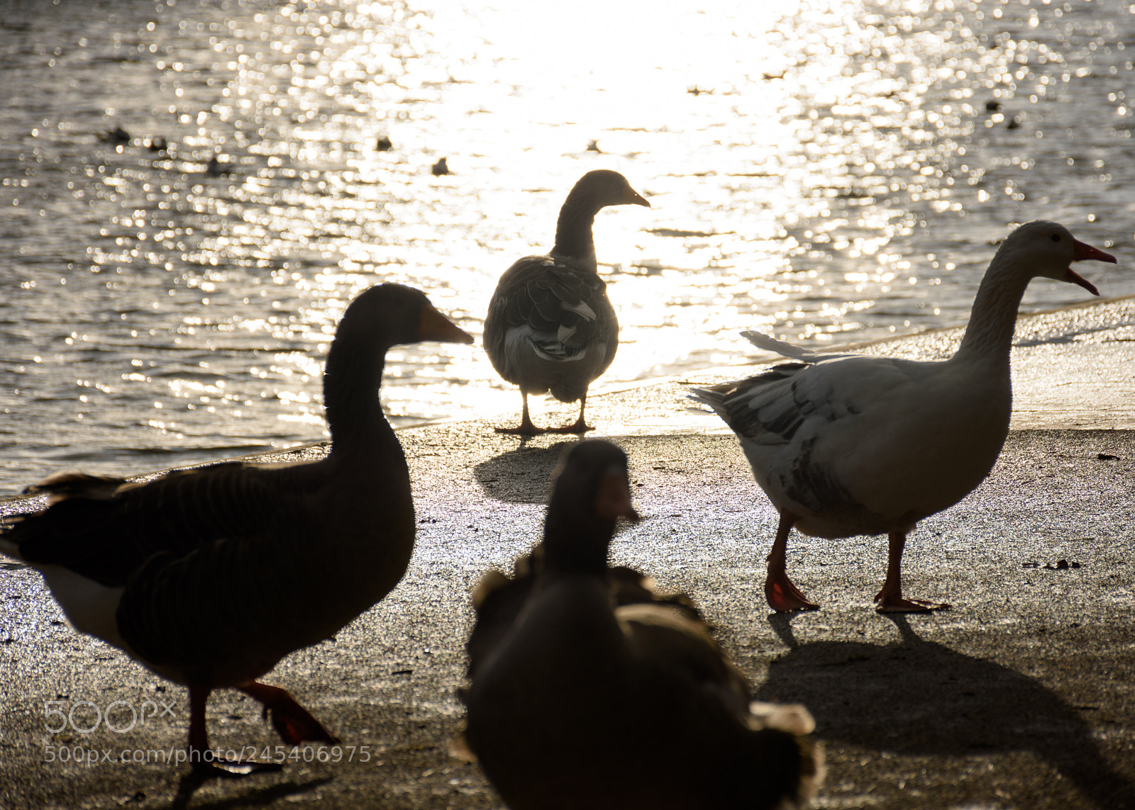 Nikon D7200 sample photo. Gaggle backlit by glare photography