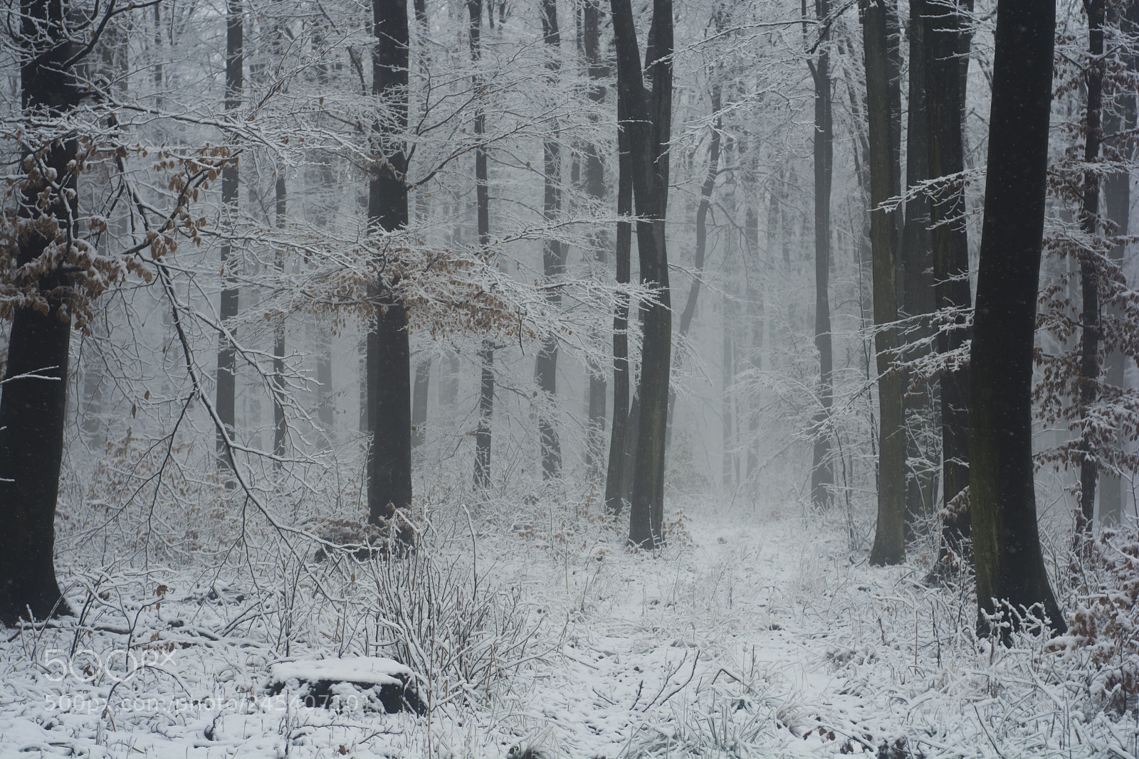Nikon D7100 sample photo. Winter photography