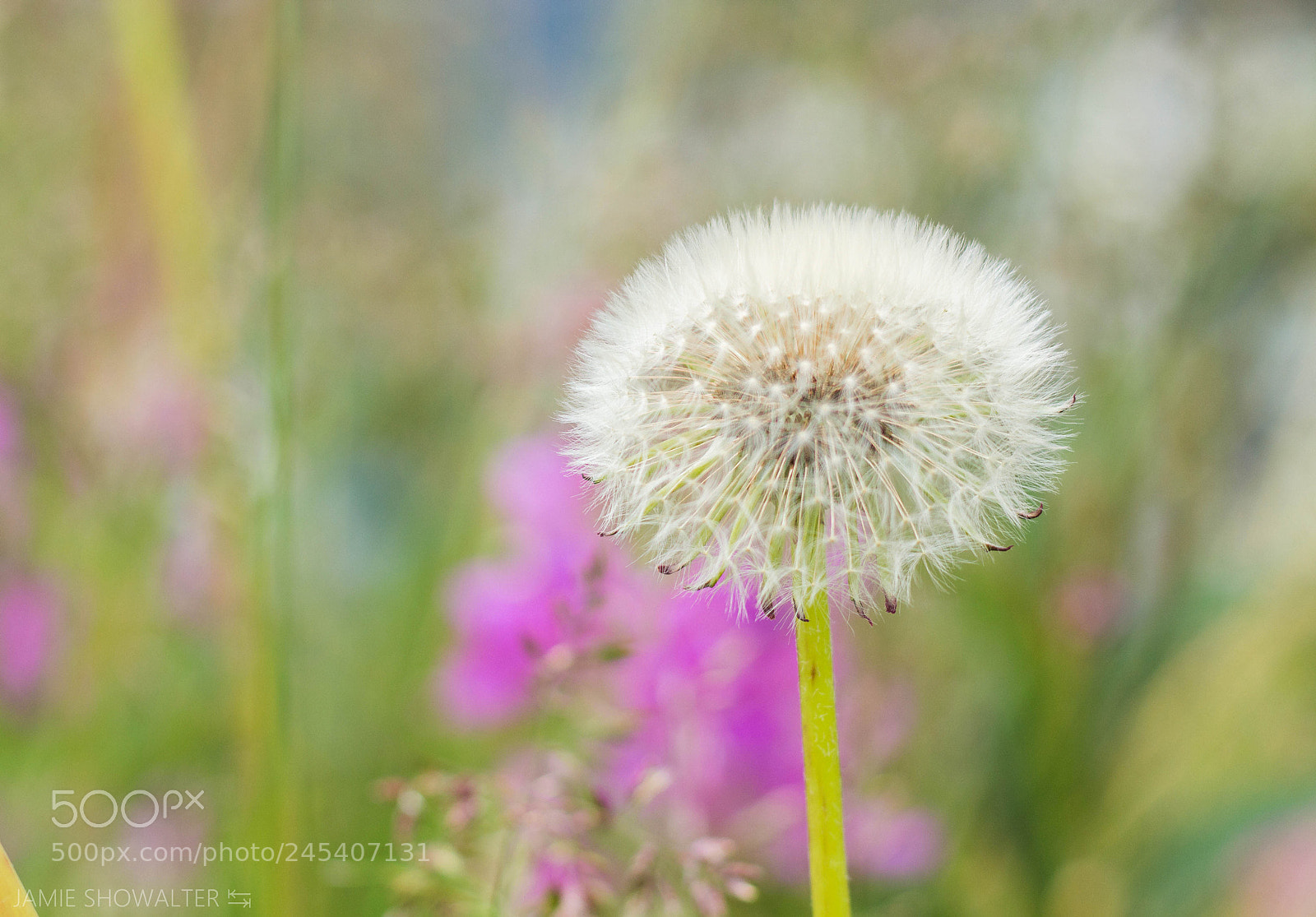 Canon EOS 700D (EOS Rebel T5i / EOS Kiss X7i) sample photo. •*¨ ⁀make a wish ‿ ¸.•* photography