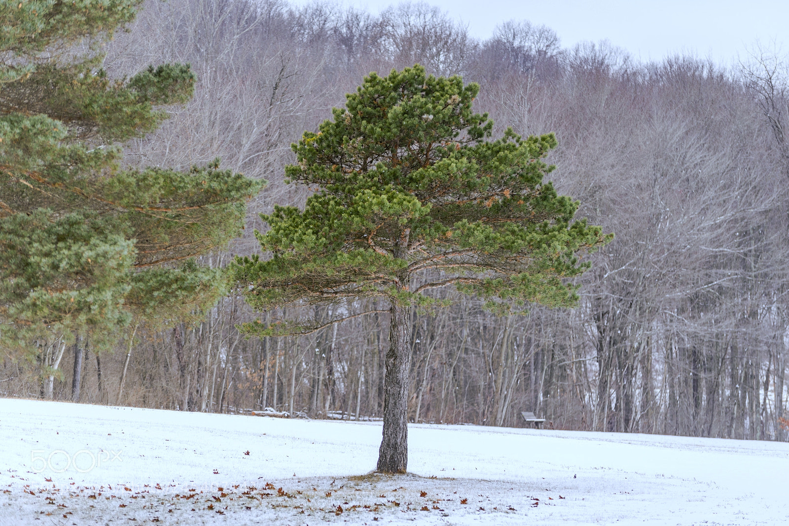 Nikon D610 sample photo. Untitled photography