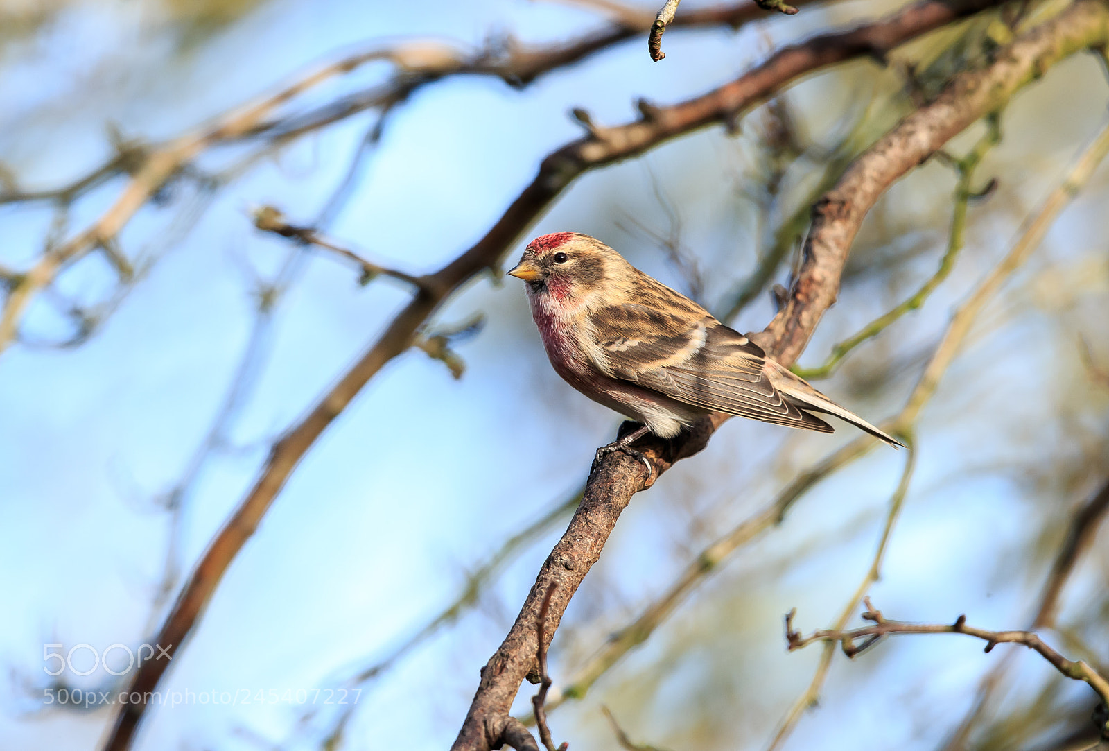 Canon EOS-1D X sample photo. A lesser redpoll male photography